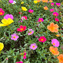 花のある風景/花のある暮らし/植物/植物のある暮らし/ポーチュラカ...などのインテリア実例 - 2022-08-24 13:20:29