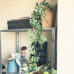 リビング/日替わり投稿企画!木曜日/植物/IKEA/観葉植物...などのインテリア実例 - 2017-06-09 15:47:46