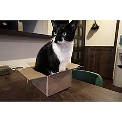 REDECKER/ねこ部/猫バカ部/DIYのインテリア実例 - 2015-11-23 23:30:26