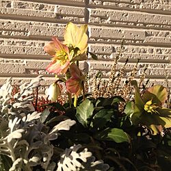 玄関/入り口/植物のインテリア実例 - 2013-01-31 15:16:08