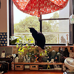 IKEA猫柄カーテン/窓辺のグリーン/黒猫ミースケ/猫のいる部屋/猫のいる風景...などのインテリア実例 - 2023-03-14 00:13:07