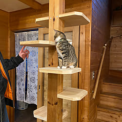 2021年/木の家/多頭飼い/ねこといぬのいる暮らし/キャットステップDIY...などのインテリア実例 - 2021-12-31 19:12:49