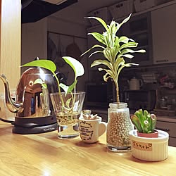 キッチン/観葉植物/セリア/IKEA/多肉植物...などのインテリア実例 - 2015-01-19 21:14:10