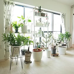 部屋全体/ゲストルーム/インテリア/シンプルインテリア/植物のある生活...などのインテリア実例 - 2016-08-21 23:18:18