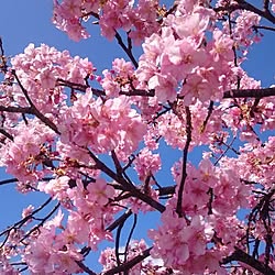 玄関/入り口/インテリアじゃなくてごめんなさい/桜/春/お花見...などのインテリア実例 - 2017-04-03 22:16:08