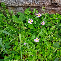 玄関/入り口/植物のある暮らし/お庭の植物/ガーデン/この花の名前を知りたいのインテリア実例 - 2021-04-05 13:02:45