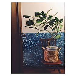 部屋全体/フィカスベンガレンシス/観葉植物/古いもの/植物のある暮らし...などのインテリア実例 - 2015-04-18 01:12:04