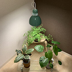 観葉植物/IKEAのインテリア実例 - 2020-08-10 19:10:35