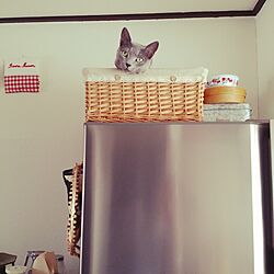 キッチン/猫/猫がいる家のインテリア実例 - 2014-05-18 13:31:00