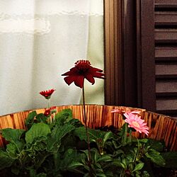 玄関/入り口/チョコレートコスモス/花のある暮らしのインテリア実例 - 2015-11-11 06:31:38
