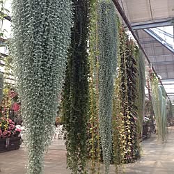 お出かけ画像/観葉植物/植物/多肉植物のインテリア実例 - 2013-10-29 22:58:48