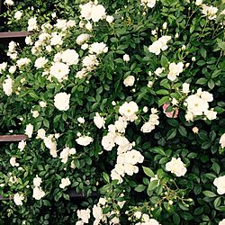 玄関/入り口/パーゴラ/つるバラ/薔薇が好き/アイスバーグ...などのインテリア実例 - 2016-01-24 13:56:14