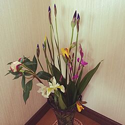玄関/入り口/植物のインテリア実例 - 2014-05-19 10:45:40