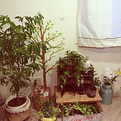 壁/天井/植物のインテリア実例 - 2013-06-03 19:01:04