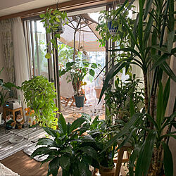 私の部屋作り/ベランダでのんびり過ごす/ボタニカルライフ/観葉植物に癒やされてます✮/観葉植物のある暮らし...などのインテリア実例 - 2022-02-03 10:29:57