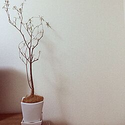 植物/観葉植物のインテリア実例 - 2014-03-01 22:43:28