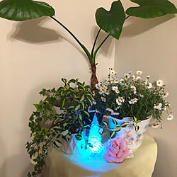 マーガレット/マーガレットと観葉植物/お花のある暮らし/みて頂きありがとうございます♡/花色々...などのインテリア実例 - 2023-04-04 23:06:40