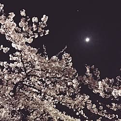 壁/天井/お花見の帰り道/春/夜桜/桜...などのインテリア実例 - 2015-03-30 00:35:00