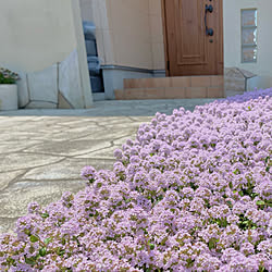 増やせます～/ピンク色の花/グリーピングタイム/お花のある暮らし/コメントスルーで大丈夫です♡...などのインテリア実例 - 2022-05-04 11:29:21