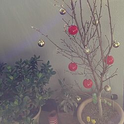 部屋全体/手作り/植物/ハンドメイド/クリスマスのインテリア実例 - 2014-12-18 09:42:05