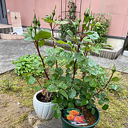 オーナーはとても親切/薔薇専門店/モナリザ♡/寒いコート羽織りました/強風雨降ったりやんだり14℃...などのインテリア実例 - 2021-05-03 14:00:56