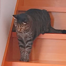 部屋全体/いいね！ありがとうございます♪/ネコばかりでゴメンなさい/ニャンコと一緒/猫...などのインテリア実例 - 2016-08-18 12:53:54