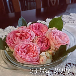 キッチン/ピエールドゥロンサール/だいすき♡/お庭にこんな薔薇が咲いてて いいなあ〜！のインテリア実例 - 2019-05-23 10:55:44
