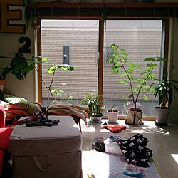 秘書2号/IKEA/こどもと暮らす。/観葉植物/リビングのインテリア実例 - 2016-04-22 10:32:51