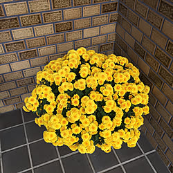 黄色い花/鉢植えの菊の花/玄関/入り口のインテリア実例 - 2020-11-14 14:07:43