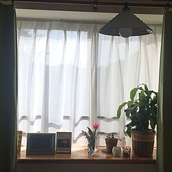 リビング/出窓のグリーン/観葉植物のインテリア実例 - 2015-03-31 22:52:43
