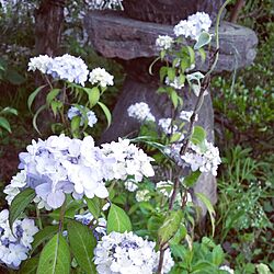 玄関/入り口/前庭/植物/花のある生活のインテリア実例 - 2016-05-20 12:20:05