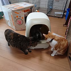 部屋全体/わたしの休日のすごし方/インテリア/猫トイレ/ねこのいる日常...などのインテリア実例 - 2023-05-20 14:27:15