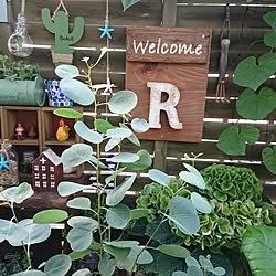 ベッド周り/賃貸でも楽しく♪/植物のある暮らし/フォロワー様に感謝です !/いいね！ありがとうございます♪...などのインテリア実例 - 2017-07-05 18:32:18