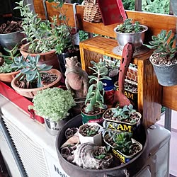 玄関/入り口/NO GREEN NO LIFE/リサイクルショップで購入/多肉植物/赤い工具箱...などのインテリア実例 - 2014-08-23 07:33:38