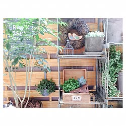 部屋全体/100均雑貨/シマトネリコ/プミラ/多肉植物×古道具...などのインテリア実例 - 2016-07-17 12:11:27