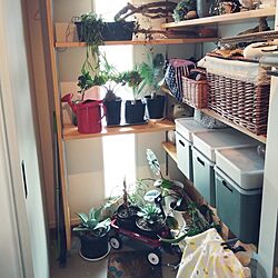 部屋全体/植物のある暮らし/ハートホヤ/ホヤカーリー/プライベート玄関...などのインテリア実例 - 2024-04-20 08:47:04