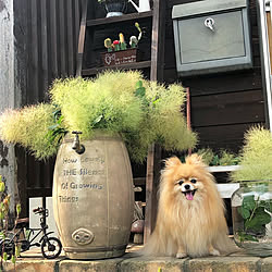 犬のいる暮らし/花びん/生花のある暮らし/植物のある暮らし/庭の花...などのインテリア実例 - 2021-06-26 06:14:06