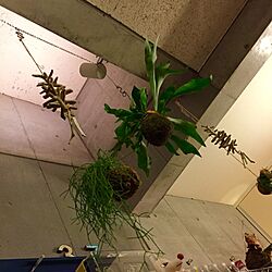 壁/天井/観葉植物/男の趣味部屋のインテリア実例 - 2015-05-05 22:06:48
