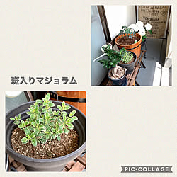 鉢植えガーデン/ガジュマル/紫陽花/グリーンのある暮らし/ハーブ...などのインテリア実例 - 2020-05-02 13:10:20