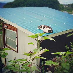 寝室/猫/猫のいる暮らし/小屋の屋根/トタン屋根のインテリア実例 - 2016-09-24 23:33:48