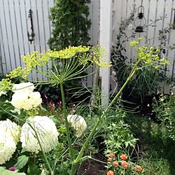 Blogやってません/Gardeningやってます/インテリアどころか外！/庭/ディルのインテリア実例 - 2014-07-29 10:15:51