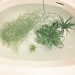 バス/トイレ/植物/ウスネオイデス/チランジア/キセログラフィカのインテリア実例 - 2016-05-21 18:25:04