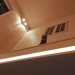 壁/天井/猫/北欧/吹き抜け/照明のインテリア実例 - 2017-05-31 23:35:38