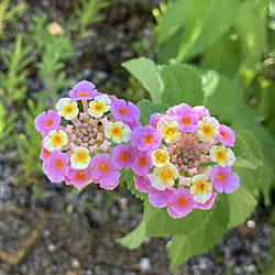 壁/天井/庭仕事が好き/お花が好き/植物のある暮らし/７月の花...などのインテリア実例 - 2021-07-28 10:24:07