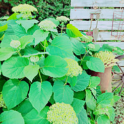 玄関/入り口/千葉県民/DIY板壁 フェンス/植物のある暮らし/千葉県...などのインテリア実例 - 2021-05-30 21:35:09