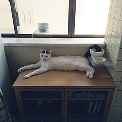 キッチン/猫と暮らす。/白黒猫/いつもいいね！ありがとうございます♪/猫のしおくん...などのインテリア実例 - 2020-09-03 12:35:11