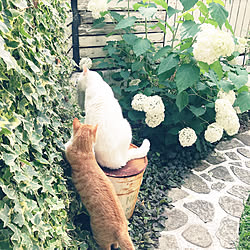 植物/庭/猫/ねこ部/玄関/入り口のインテリア実例 - 2020-06-26 23:16:24