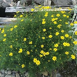 庭/花のインテリア実例 - 2015-06-10 15:57:17