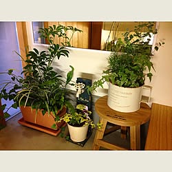 玄関/入り口/観葉植物のインテリア実例 - 2016-02-26 11:15:25