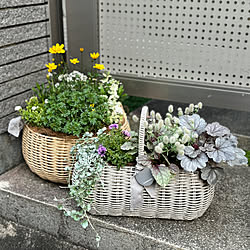 玄関/入り口/バスケット寄せ植え/カゴの寄せ植え/寄せ植え/わたしの休日のすごし方...などのインテリア実例 - 2024-05-04 00:15:23